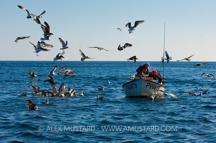 Fisherman Cleaning Catch. Cornwall, UK