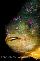 Lumpsucker With Parasites. Devon, UK.