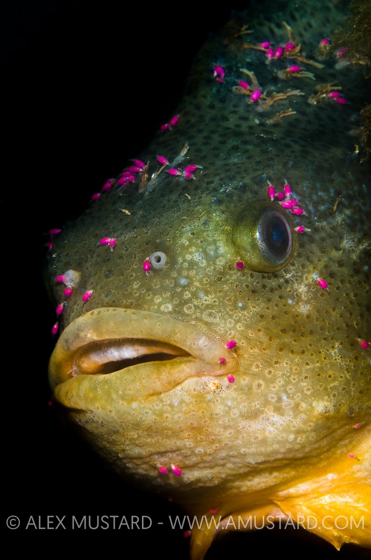 Lumpsucker With Parasites. Devon, UK.