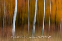 Silver Birch Blur. New Forest. Hampshire