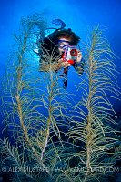 Underwater Photographer. Cayman Islands