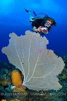 Underwater Photographer. Cayman Islands