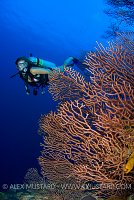 Diver With Fans. Cayman Islands