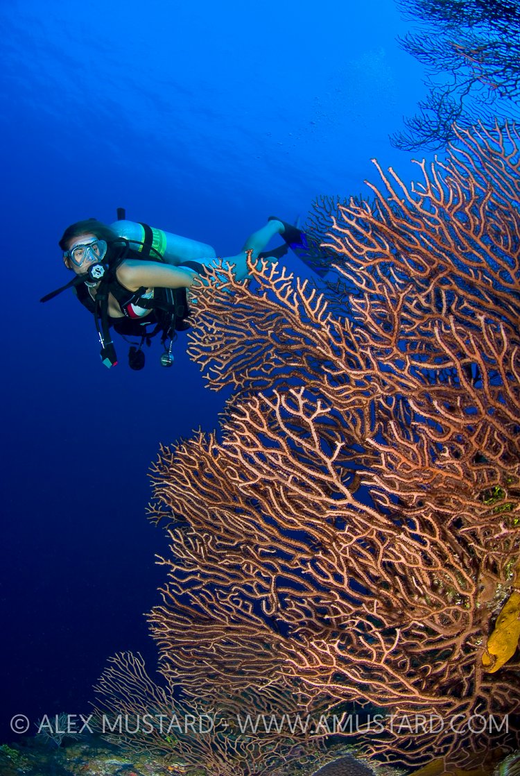 Diver With Fans. Cayman Islands