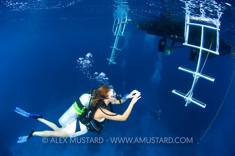 Surfacing DIver. Cayman Islands