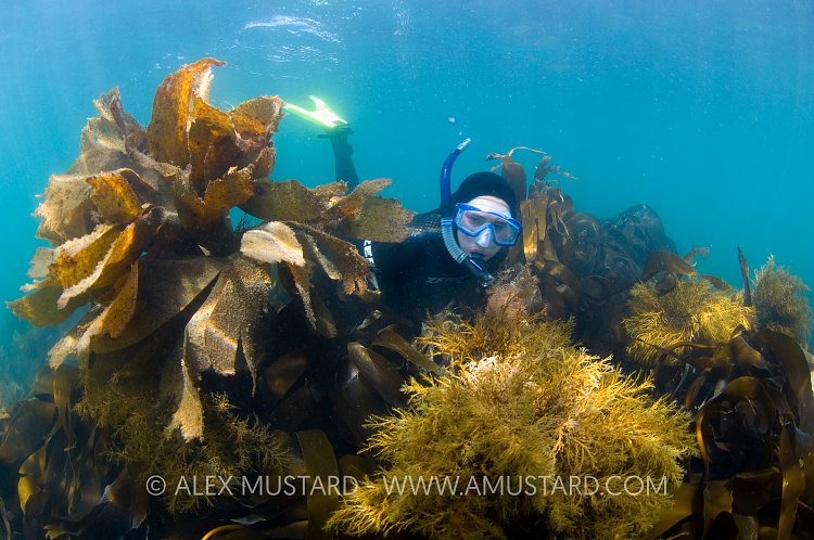 Seaweed Snorkeller. UK