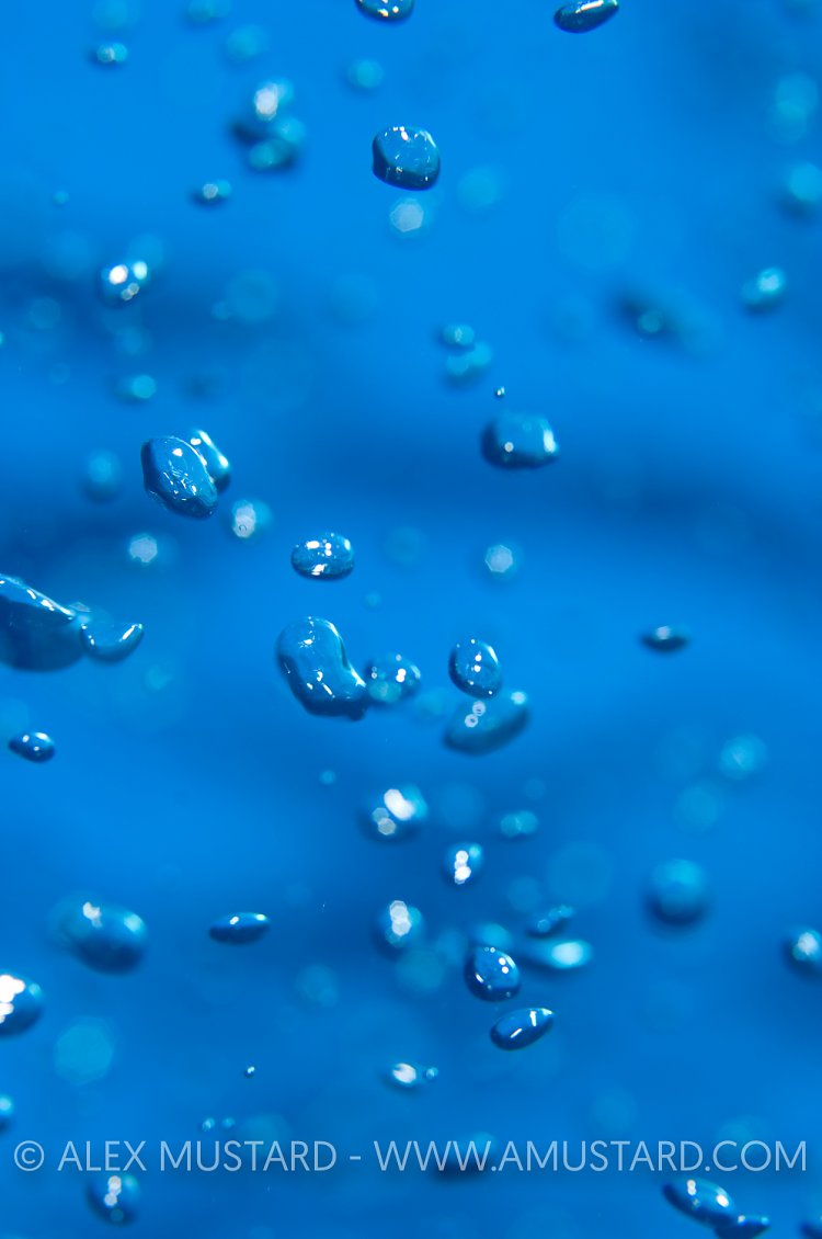 Bubbles. Cayman Islands