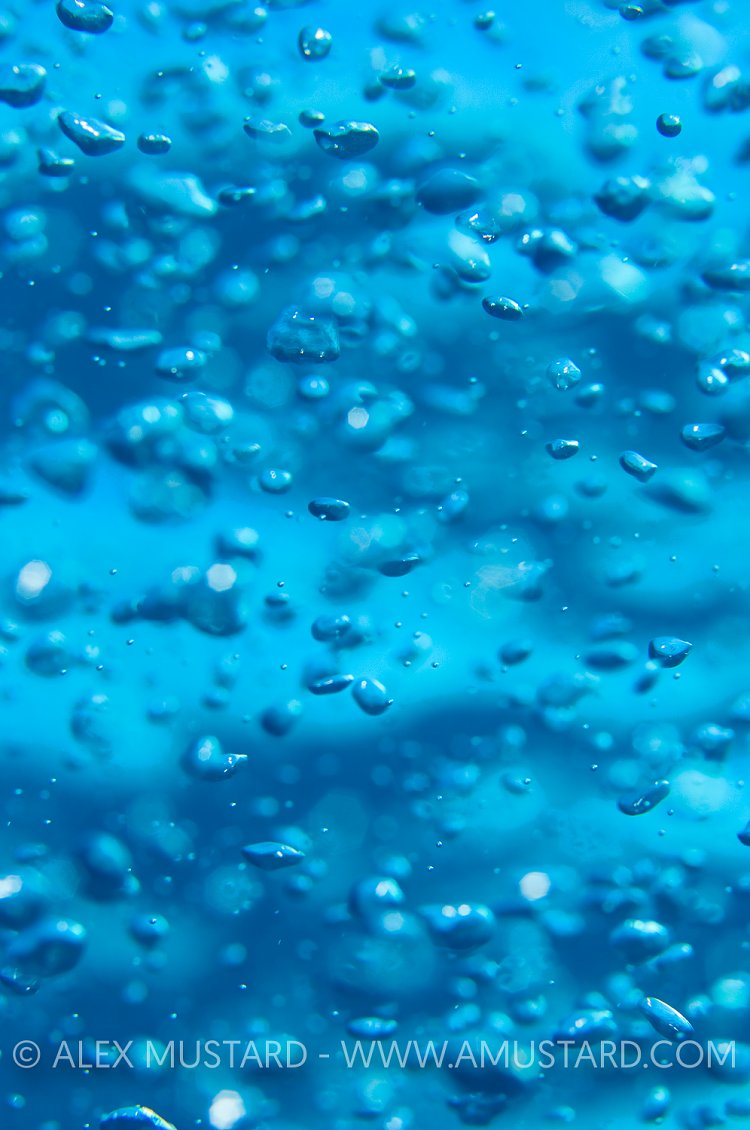 Bubbles. Cayman Islands