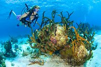 Scuba diver. Cayman Islands