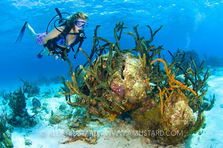 Scuba diver. Cayman Islands