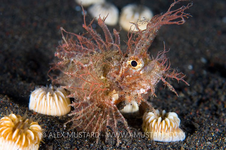 Ambon Scorpionfish. Indonesia