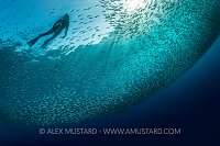 Snorkeller With Silversides. Jordan