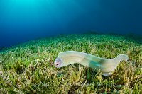 Moray Swimming. Jordan.