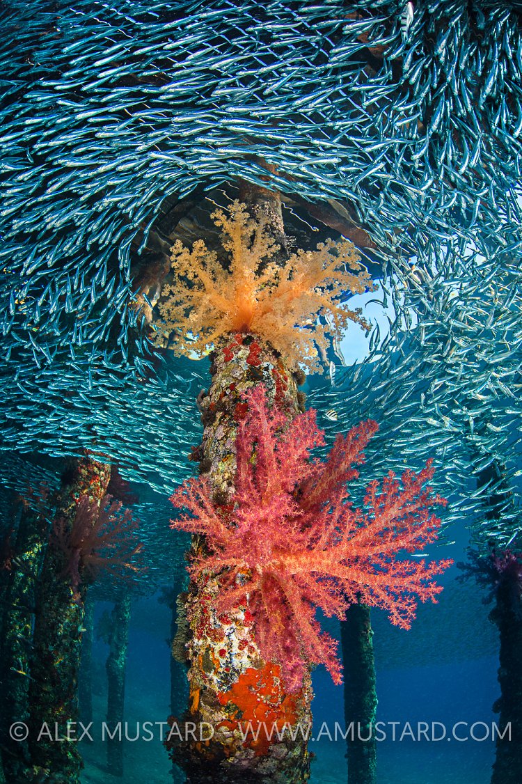 Soft Corals & Silversides. Jordan