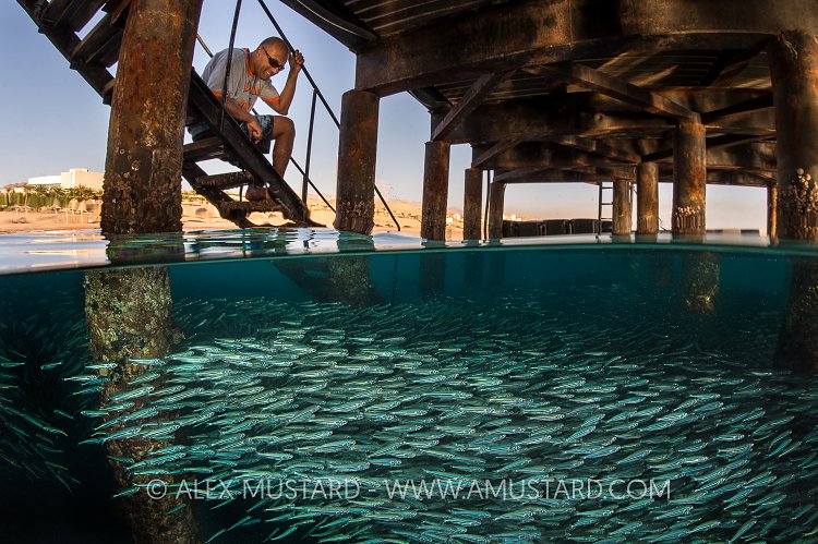 Under The Jetty. Aqaba, Jordan