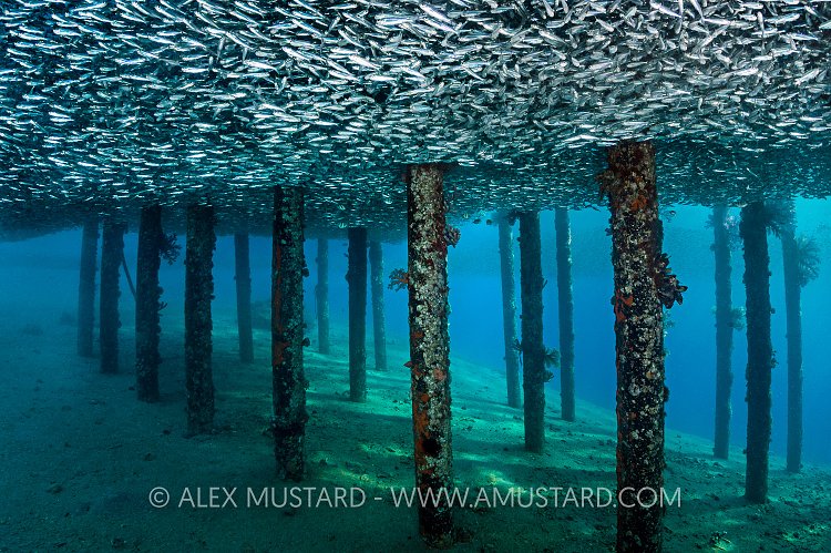 Fish Ceiling. Jordan