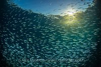 Silverside Sunset. Jordan