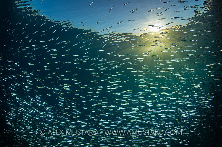Silverside Sunset. Jordan