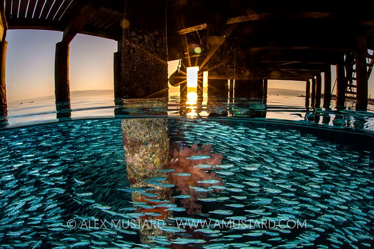 Silverside Sunset Split. Jordan