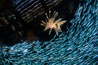 Lionfish And Silversides. Jordan