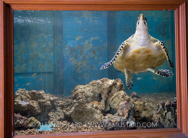 Captive Turtle. Jordan