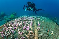 Coral Propogation. Jordan