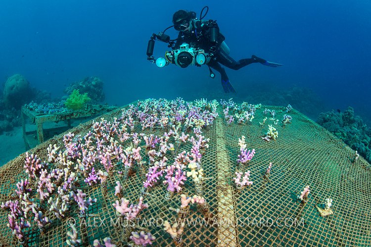 Coral Propogation. Jordan