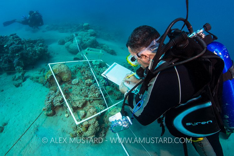 Reef Survey. Jordan