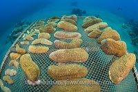 Mushroom Coral Propagation. Jordan