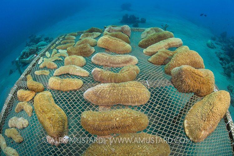 Mushroom Coral Propagation. Jordan