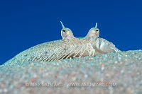 Panther Flounder. Jordan