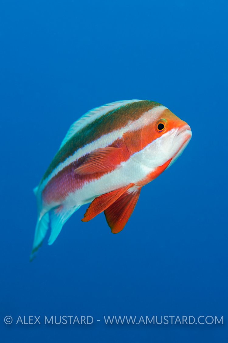 Red Sea Anthias. Jordan