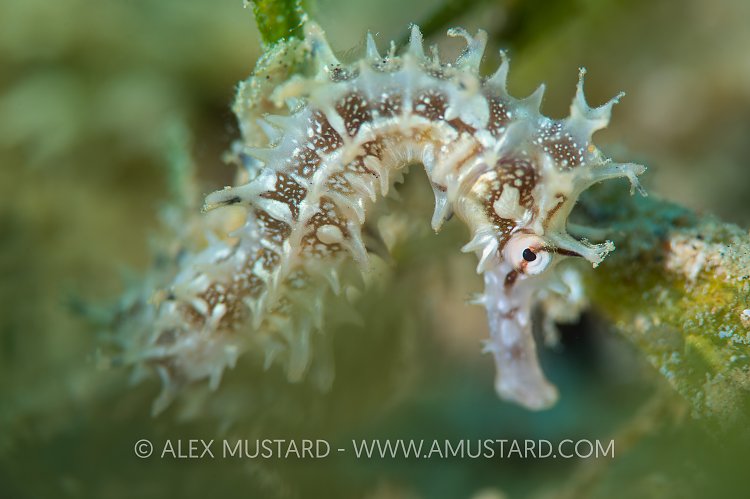Seahorse In Seagrass. Jordan