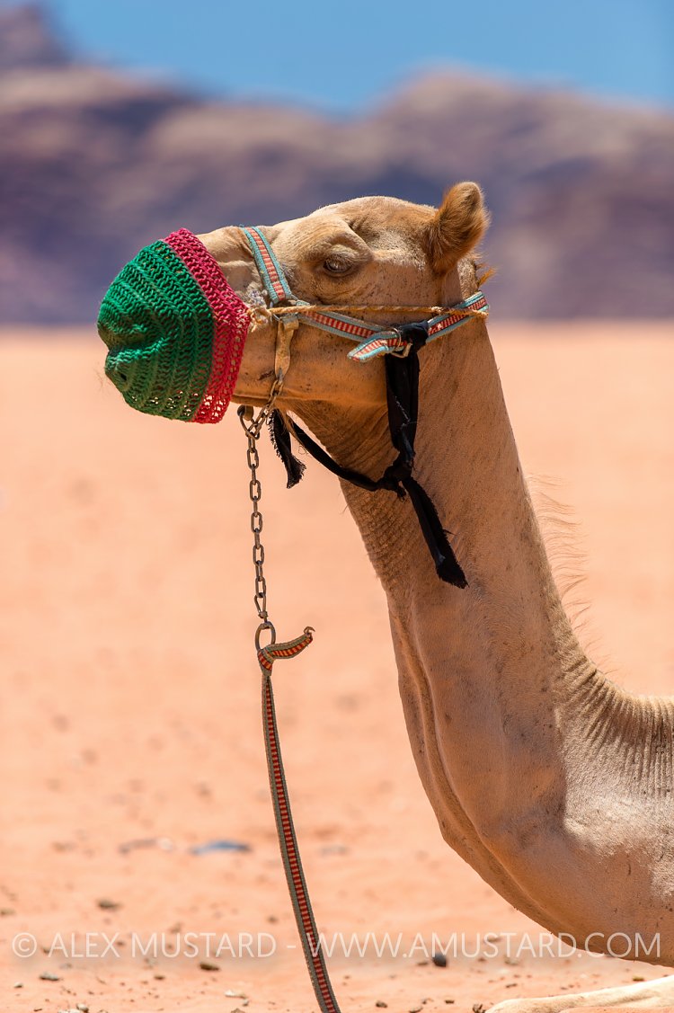 Camel in Wadi Rum. Jordan