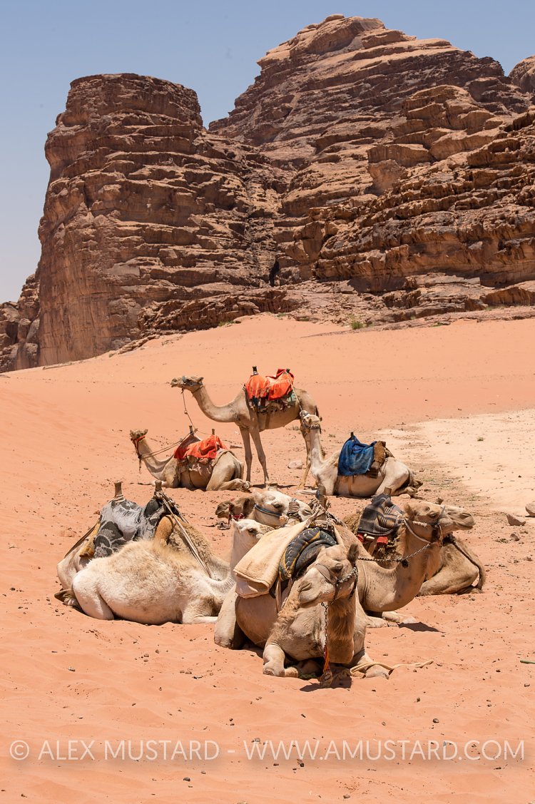 Camels, Wadi Rum. Jordan
