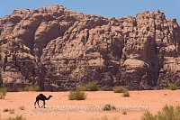 Camel in Wadi Rum. Jordan