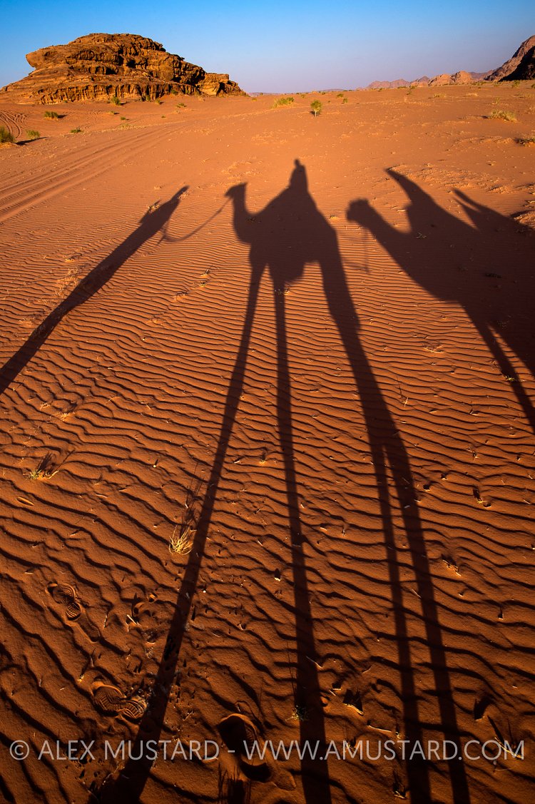 Camel Shadow. Jordan