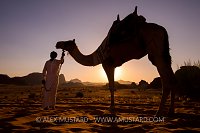 Sunset Camel. Wadi Rum, Jordan