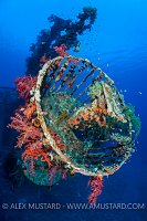 Cedar Pride Wreck. Jordan