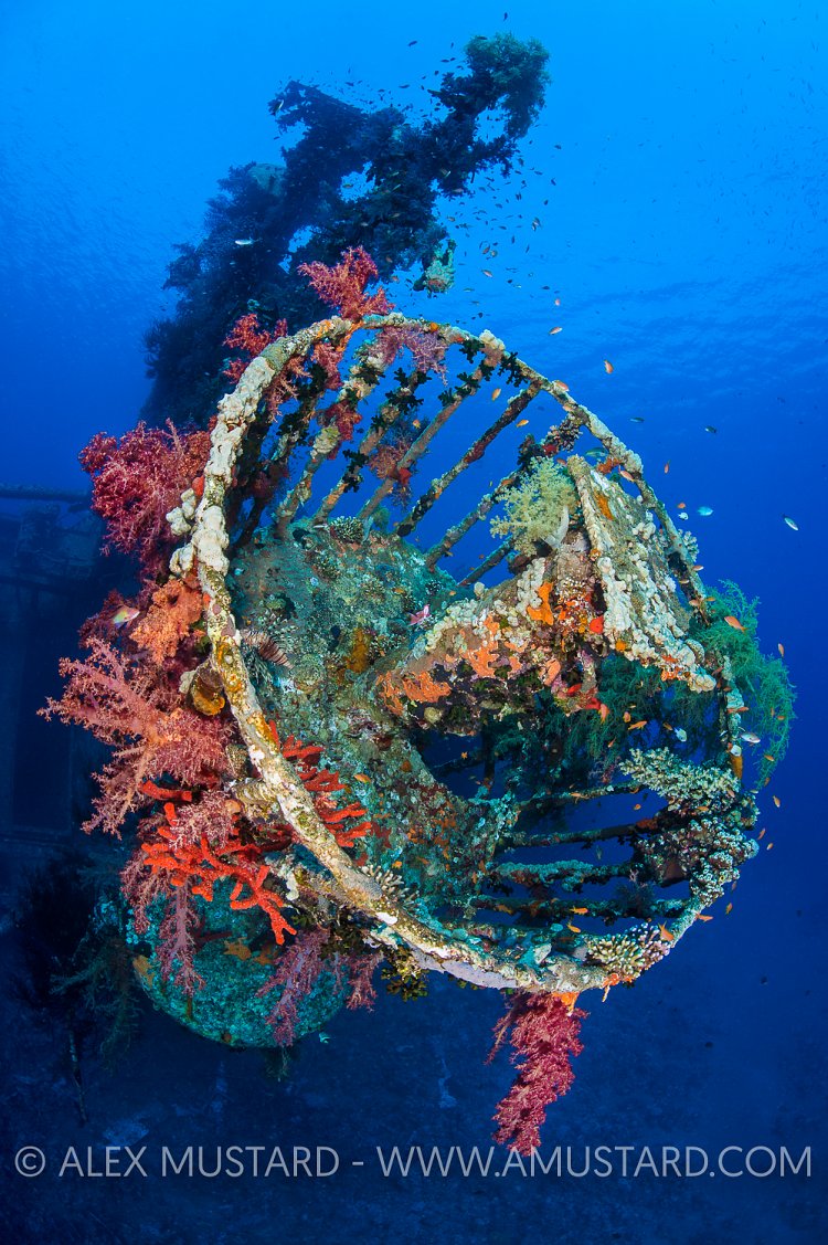 Cedar Pride Wreck. Jordan