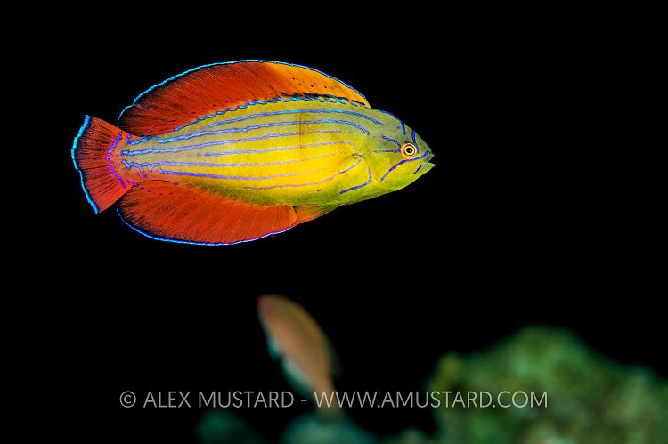 Flasher Wrasse. Jordan