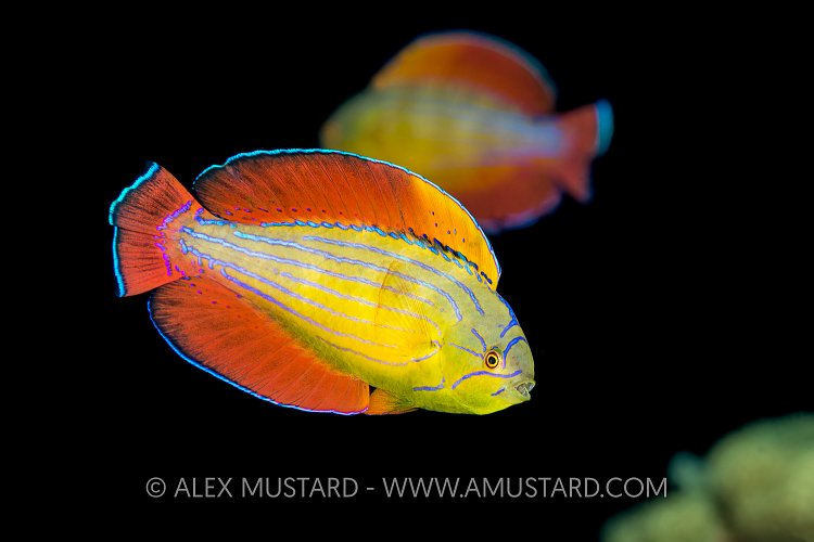 Flasher Wrasse. Jordan