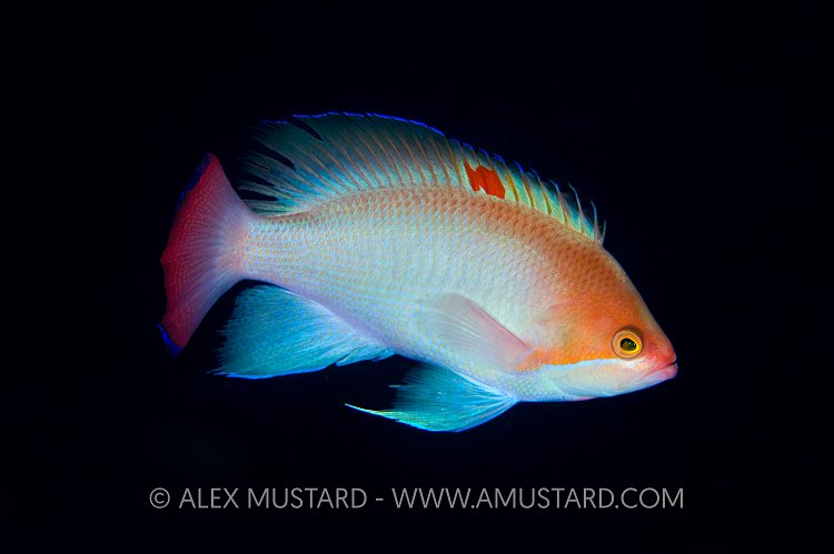 Stocky Anthias. Indonesia