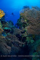 Diver Above Rich Reef. Cayman Islands.