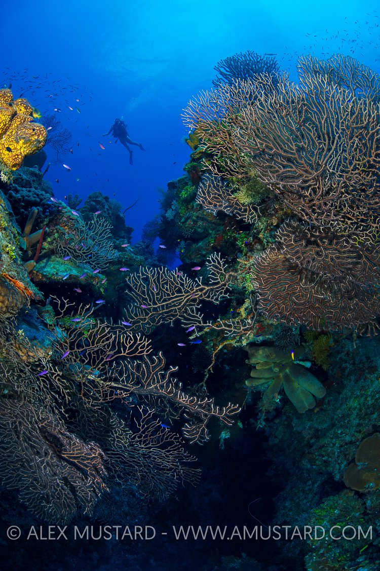 Diver Above Rich Reef. Cayman Islands.