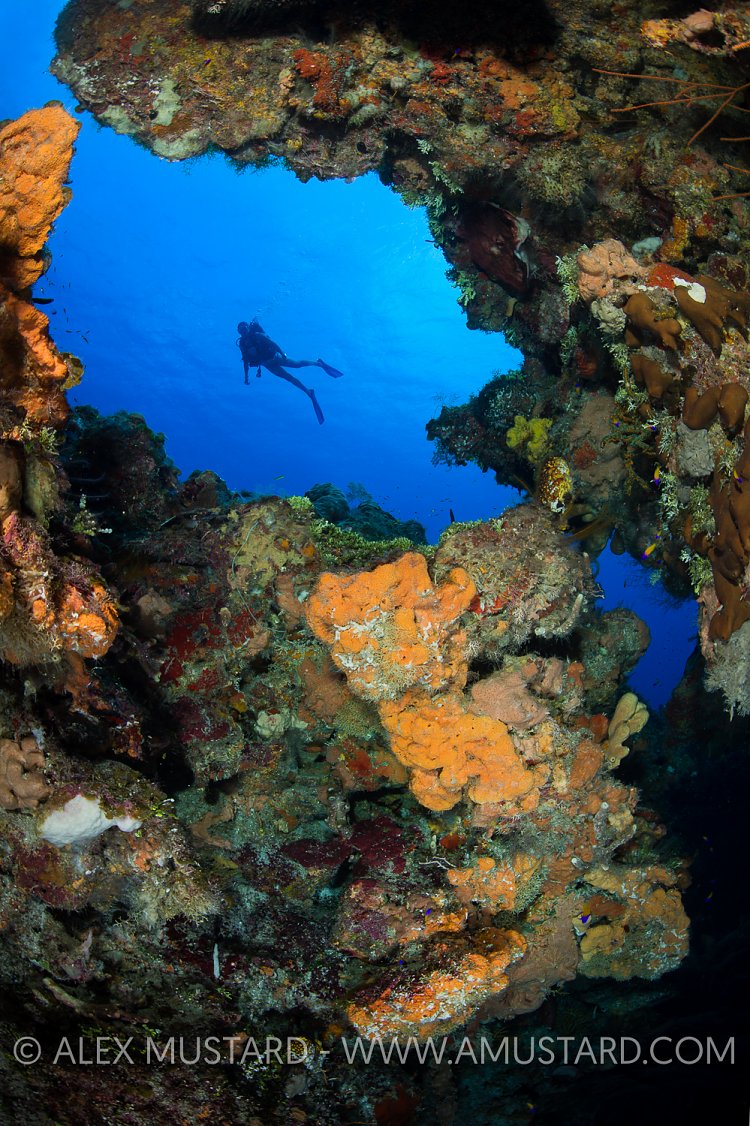 Framed Diver. Cayman Islands.