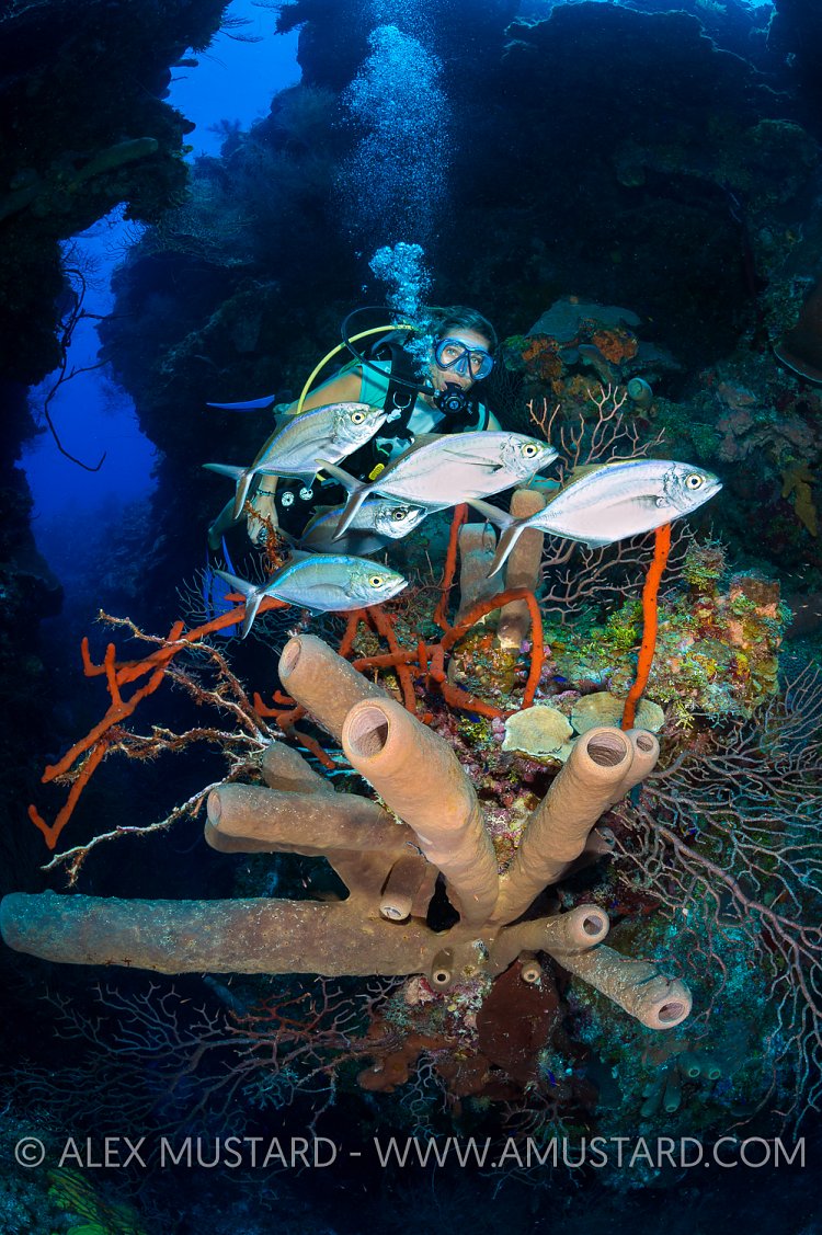 Reef Scene With Diver. Cayman Islands.
