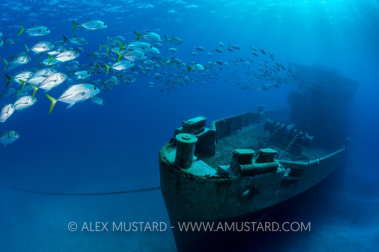 Jacks Over Kittiwake. Cayman Islands