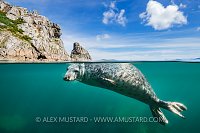 Grey Seal Beneath Cliffs. UK