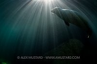 Seal In Sunbeams. UK